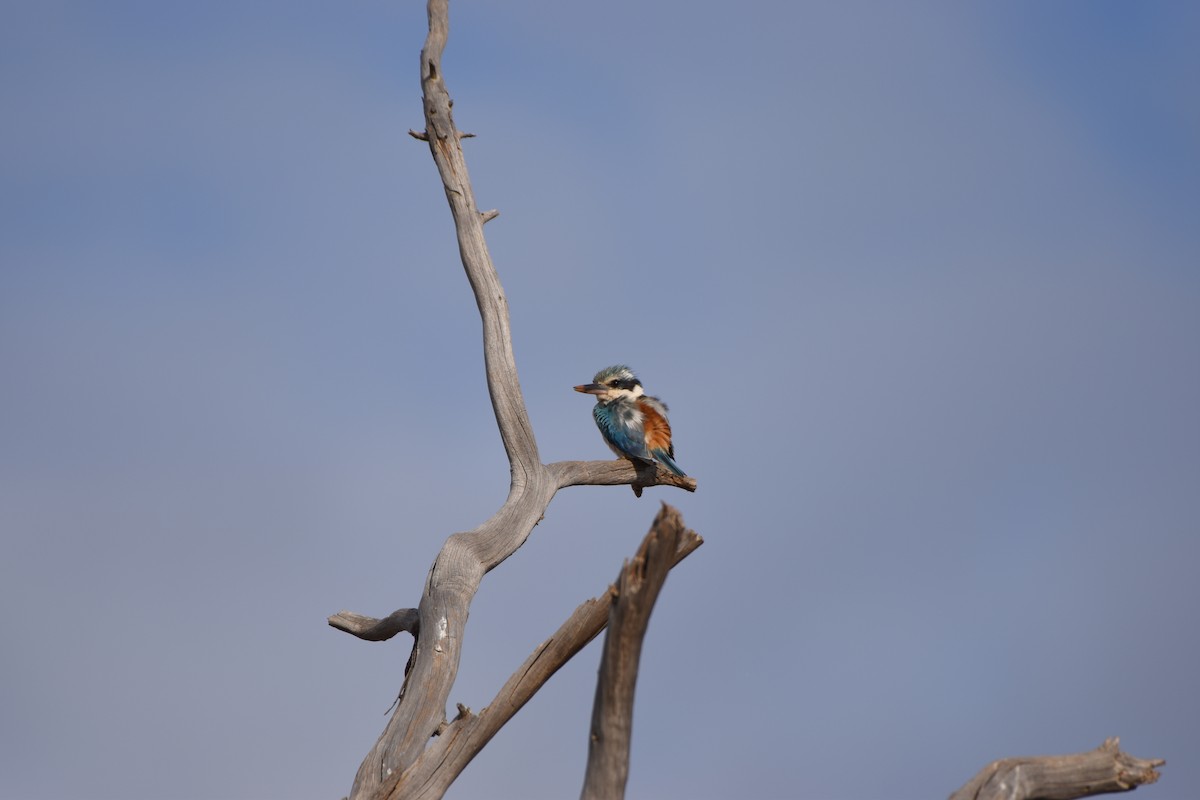Red-backed Kingfisher - ML618417138