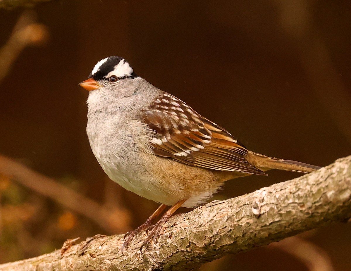White-crowned Sparrow - Ian Somerville