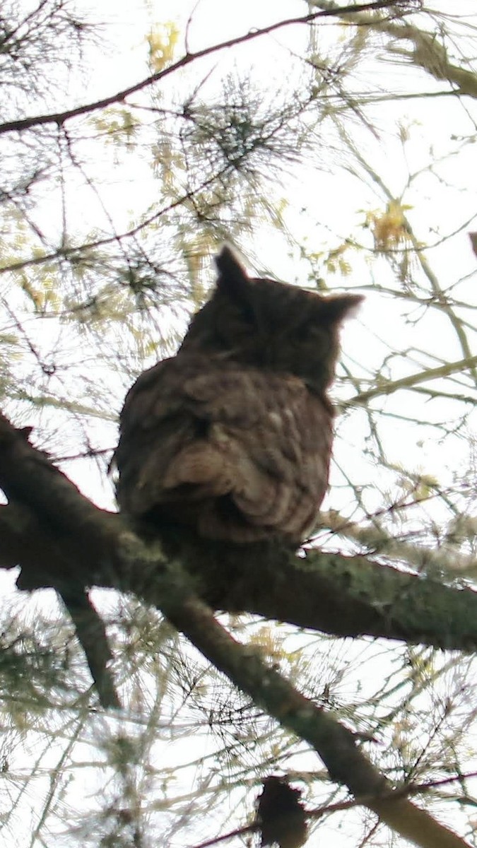 Great Horned Owl - ML618417201