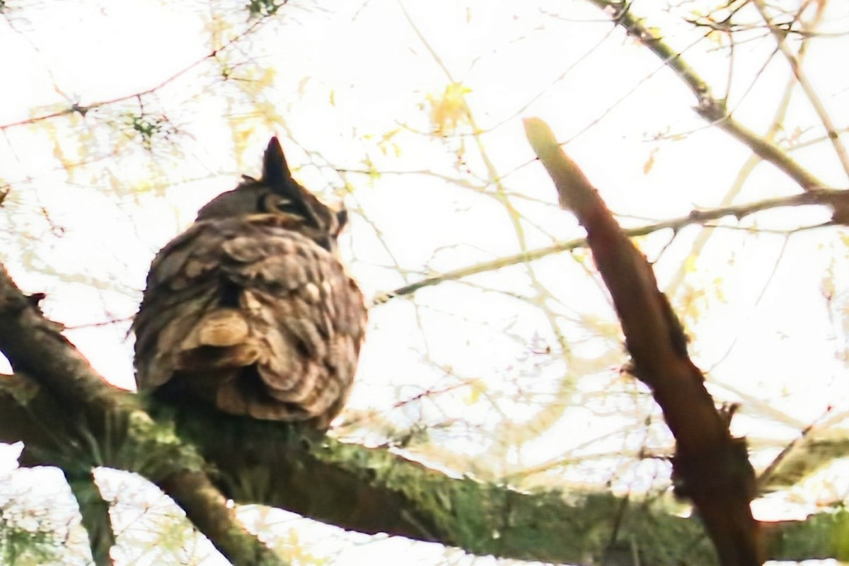 Great Horned Owl - ML618417223