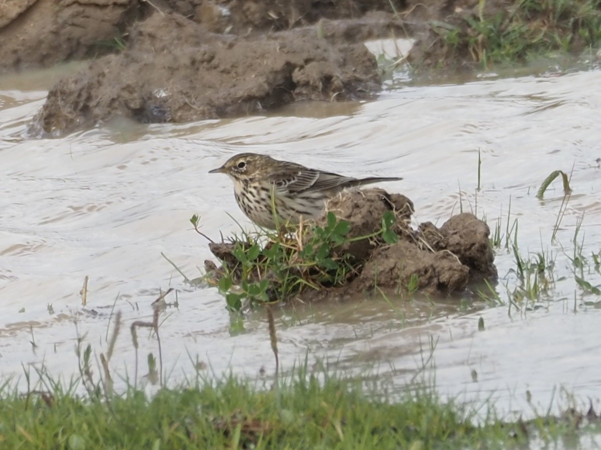 Meadow Pipit - ML618417226