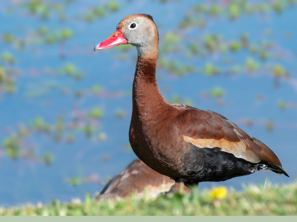 Black-bellied Whistling-Duck - ML618417268