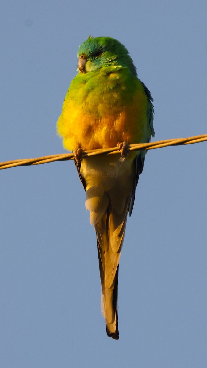 Red-rumped Parrot - ML618417280