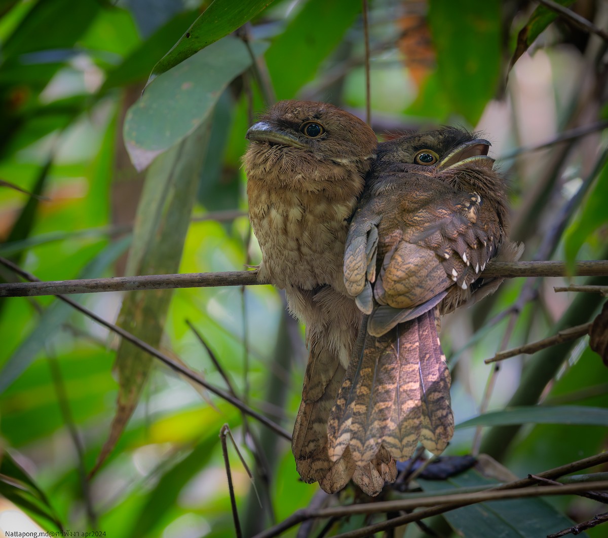 Gould's Frogmouth - ML618417291