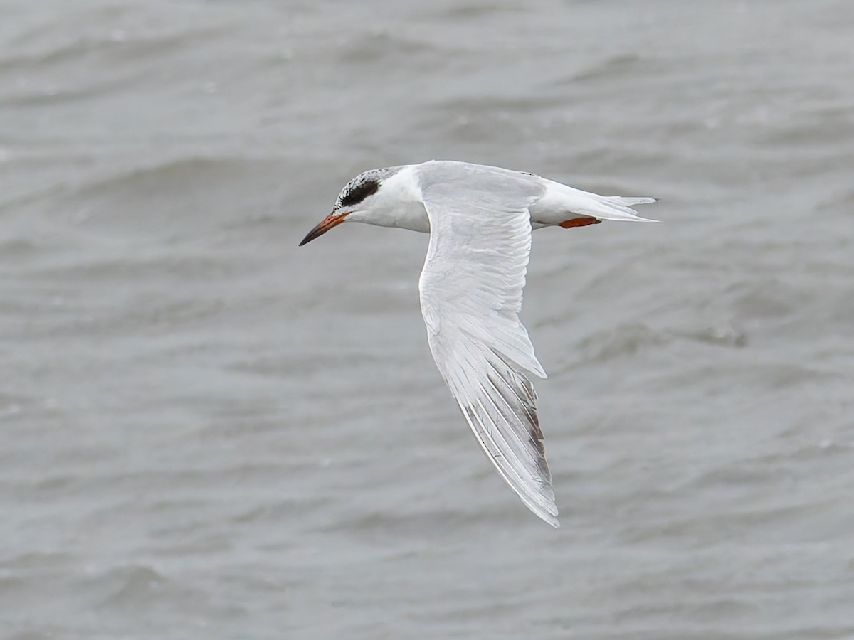 Forster's Tern - Michael Moore