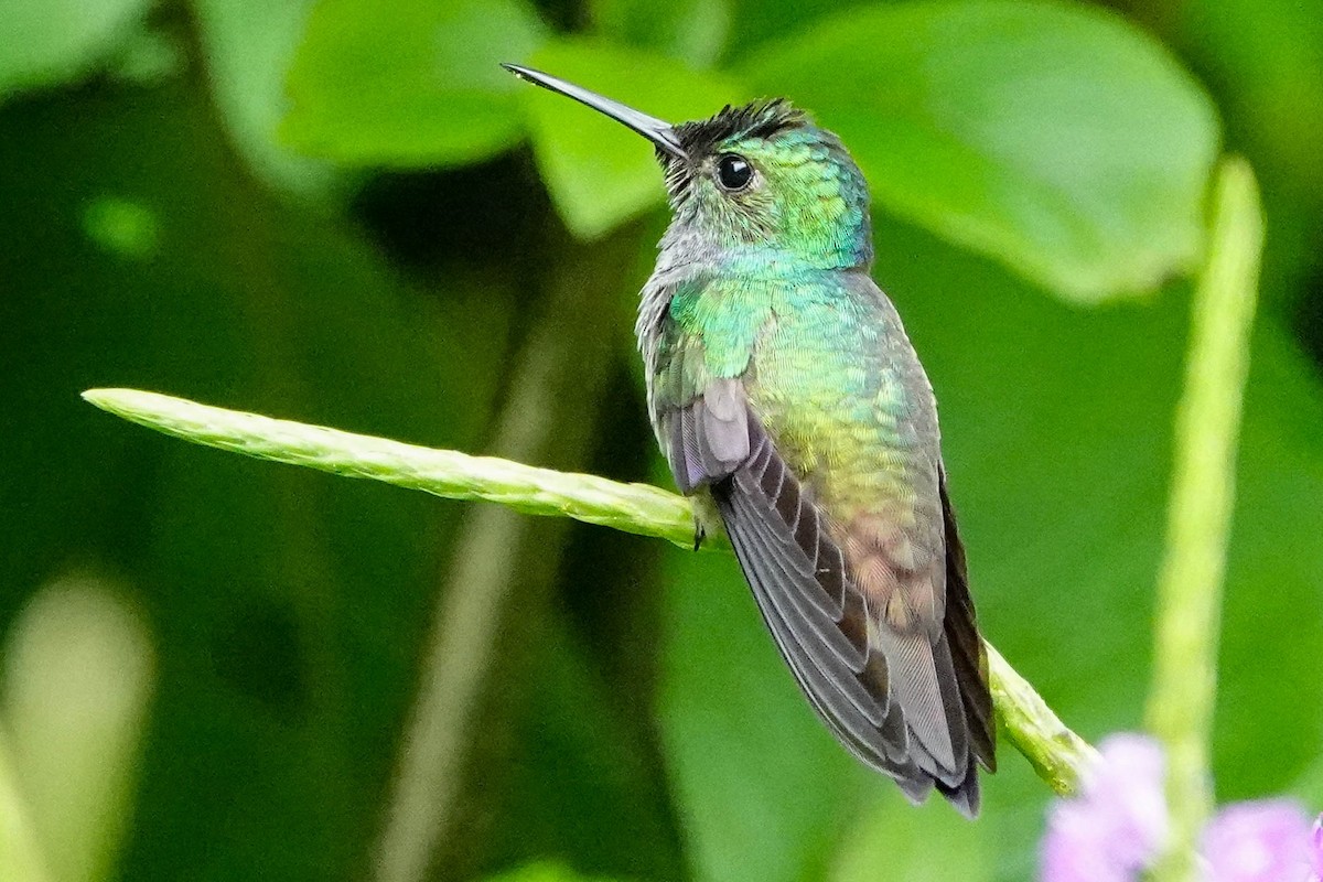 kolibřík modroprsý - ML618417324