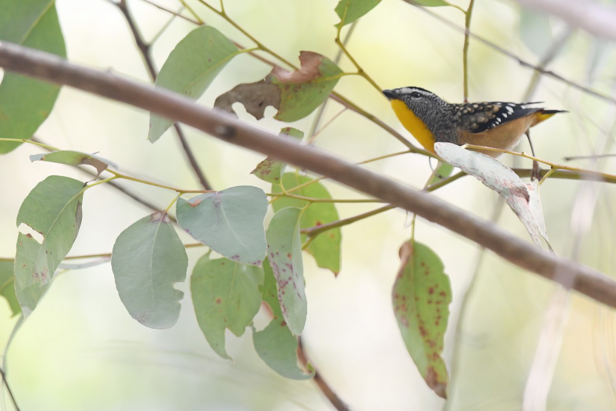 Spotted Pardalote - ML618417356
