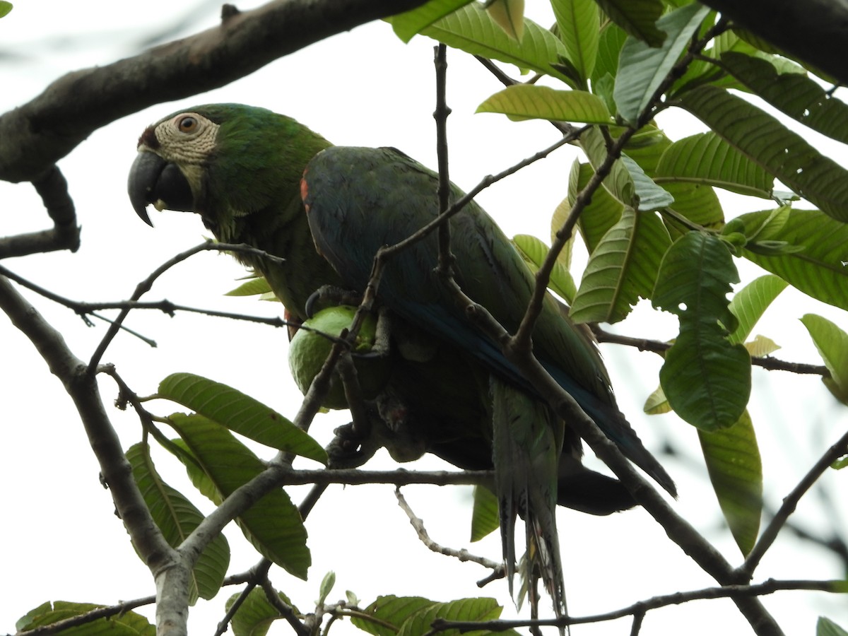 Chestnut-fronted Macaw - ML618417376