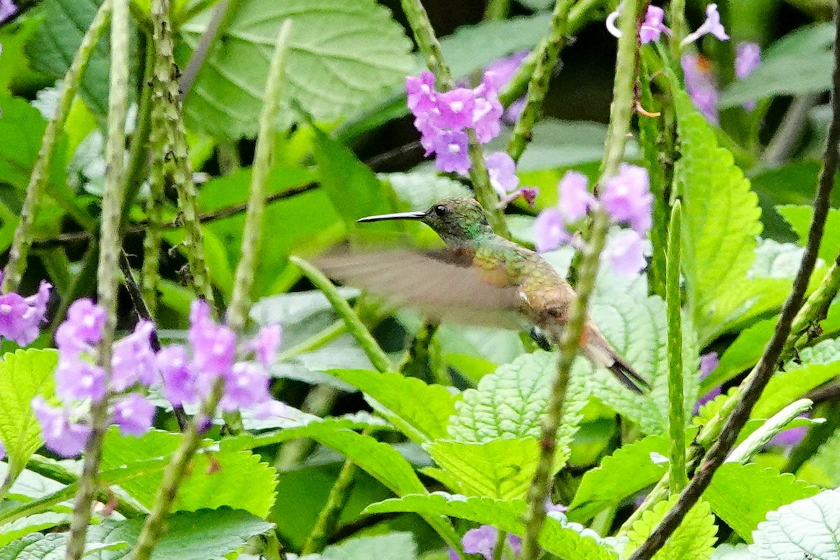 Rufous-tailed Hummingbird - ML618417377