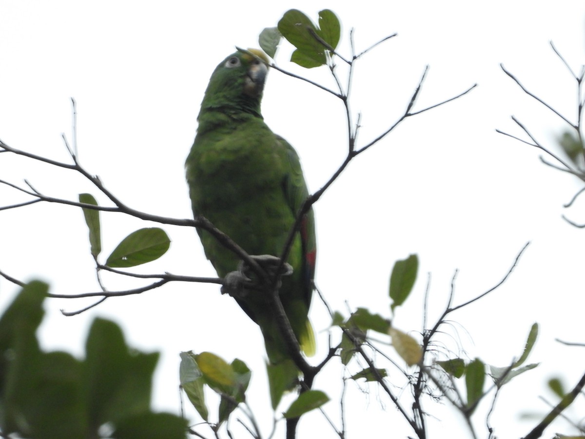Yellow-crowned Parrot - ML618417387