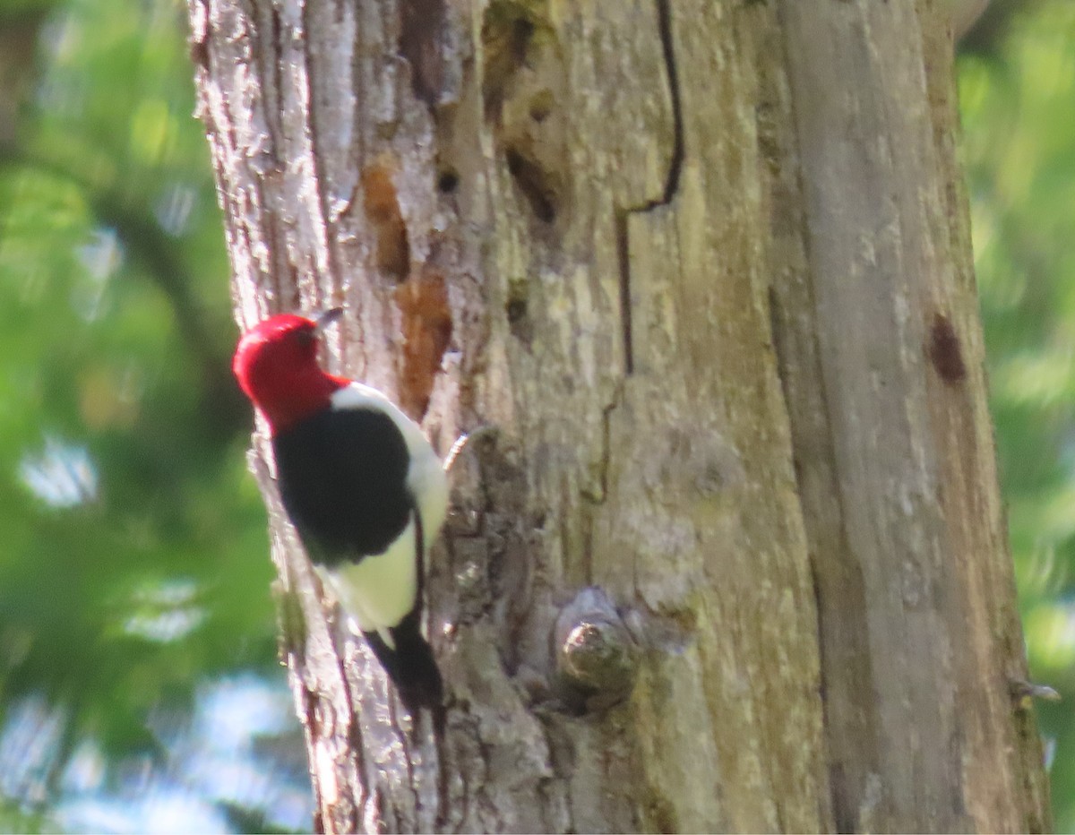 Red-headed Woodpecker - ML618417392