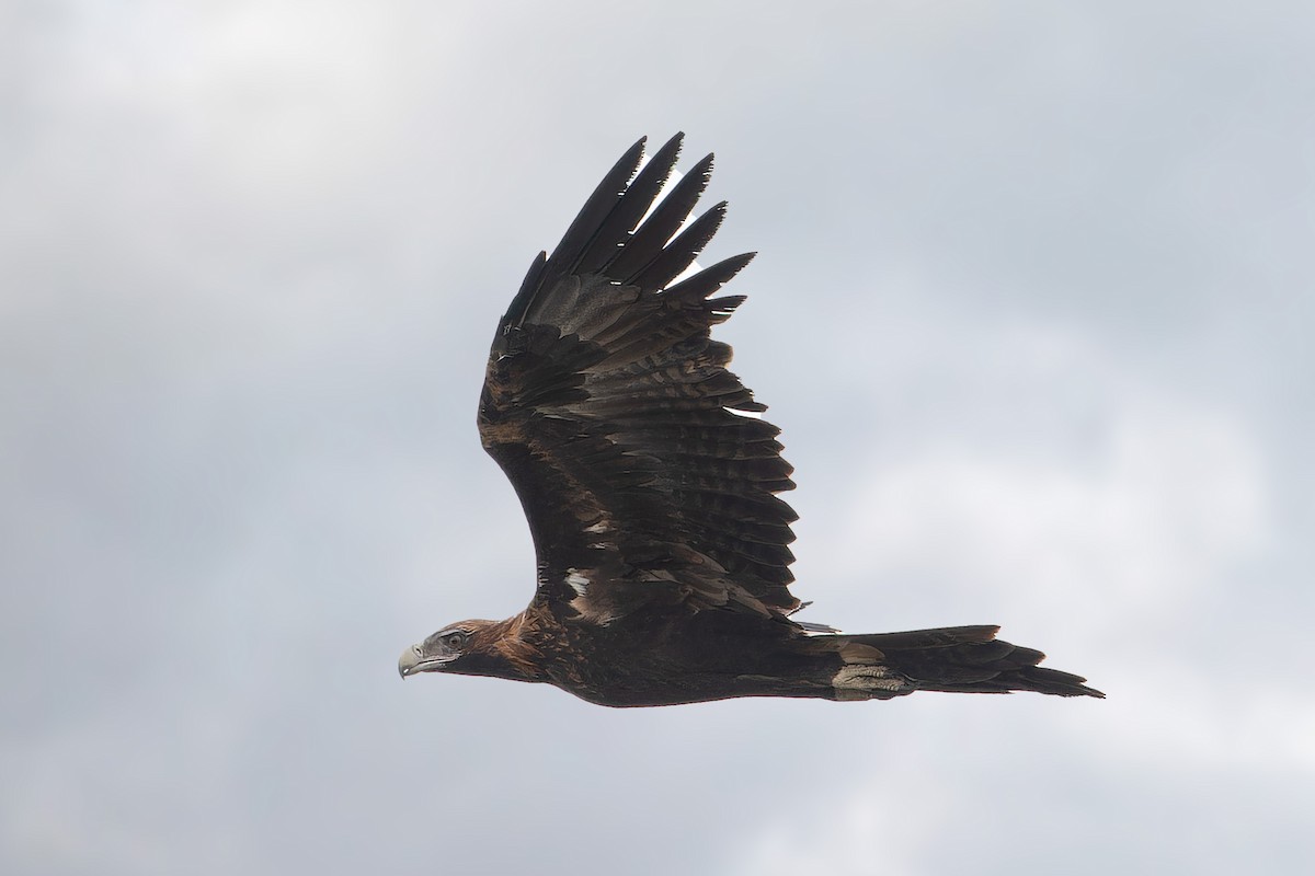 Wedge-tailed Eagle - ML618417393