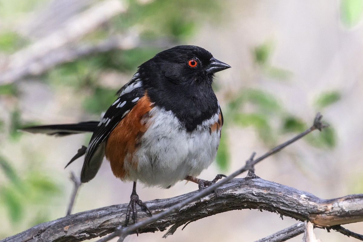 Spotted Towhee - ML618417426