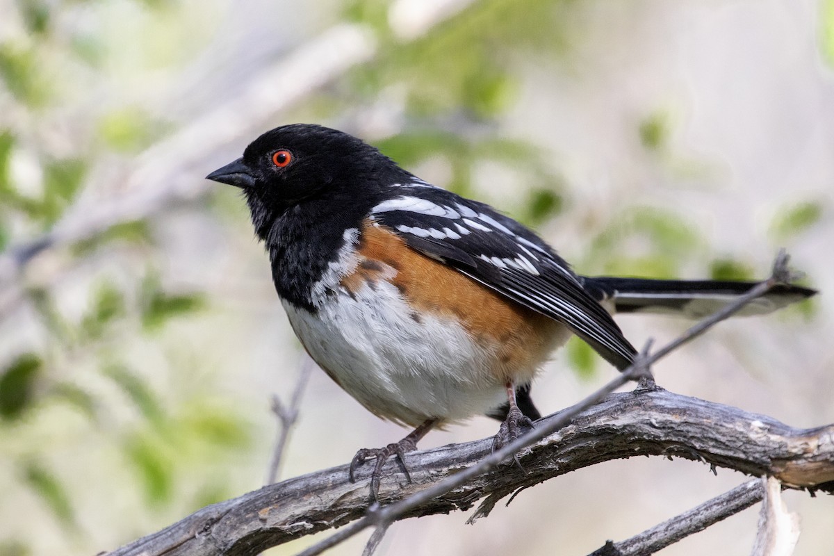 Spotted Towhee - ML618417428