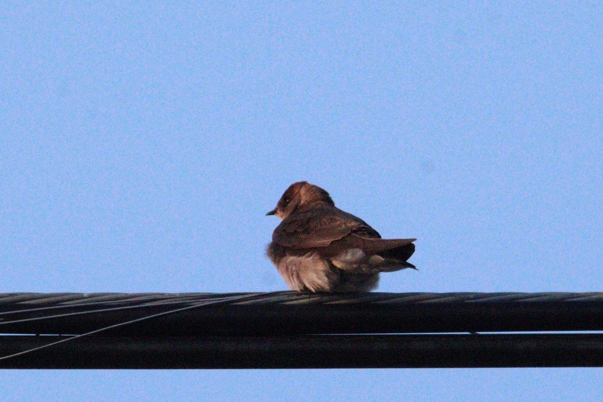 Northern Rough-winged Swallow - ML618417438