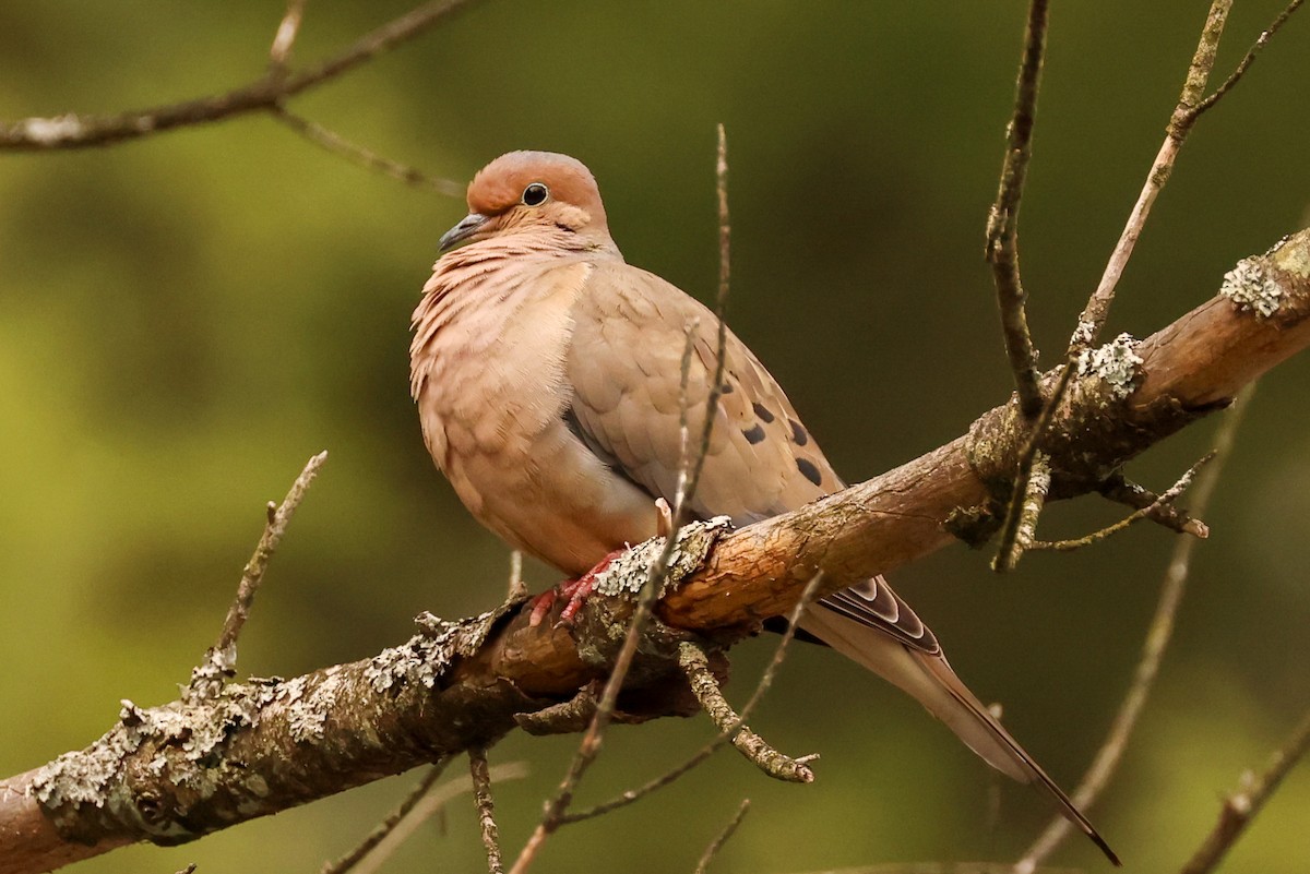 Mourning Dove - Ian Somerville