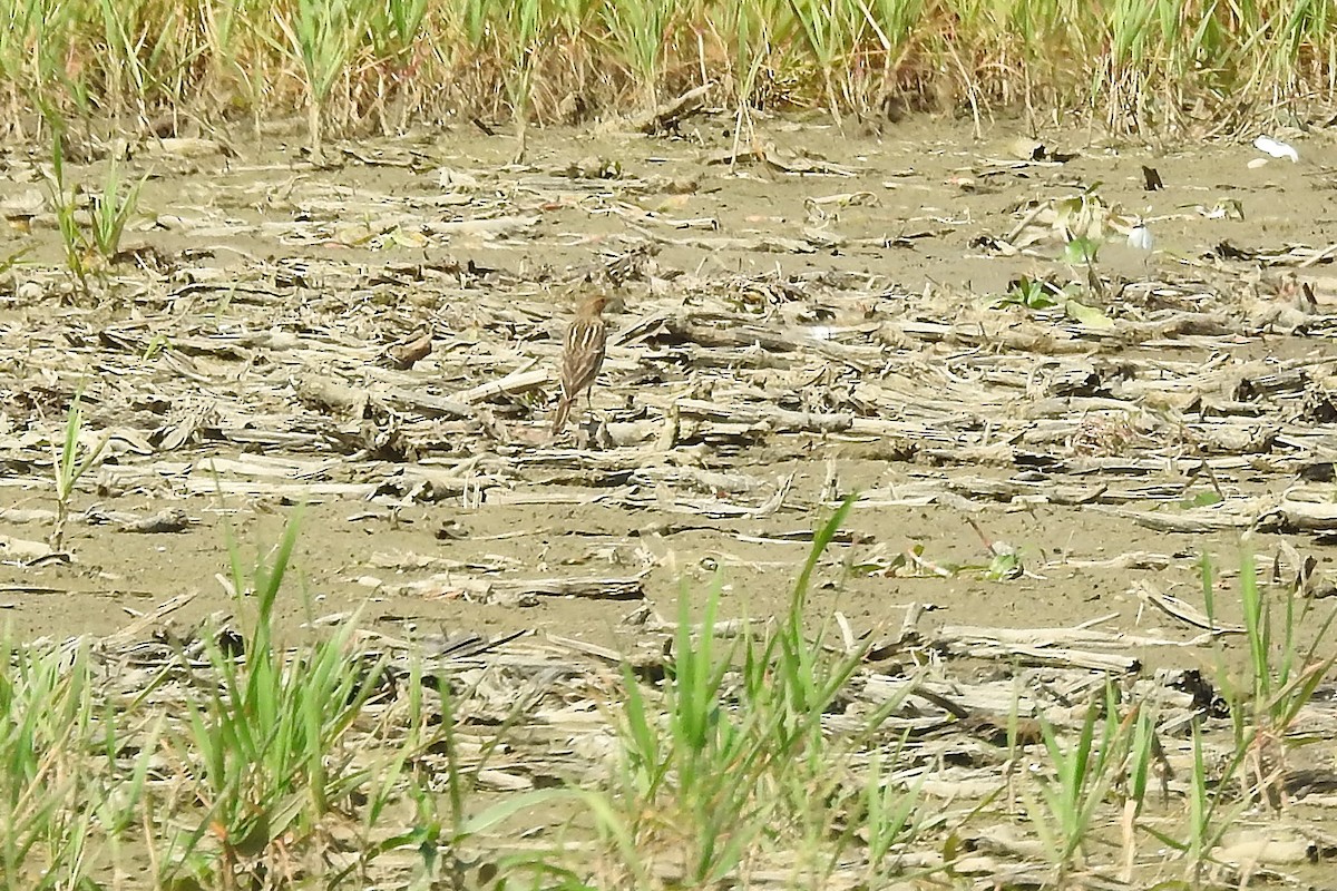 Red-throated Pipit - ML618417474