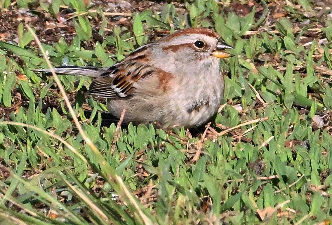 American Tree Sparrow - Wayne Oakes