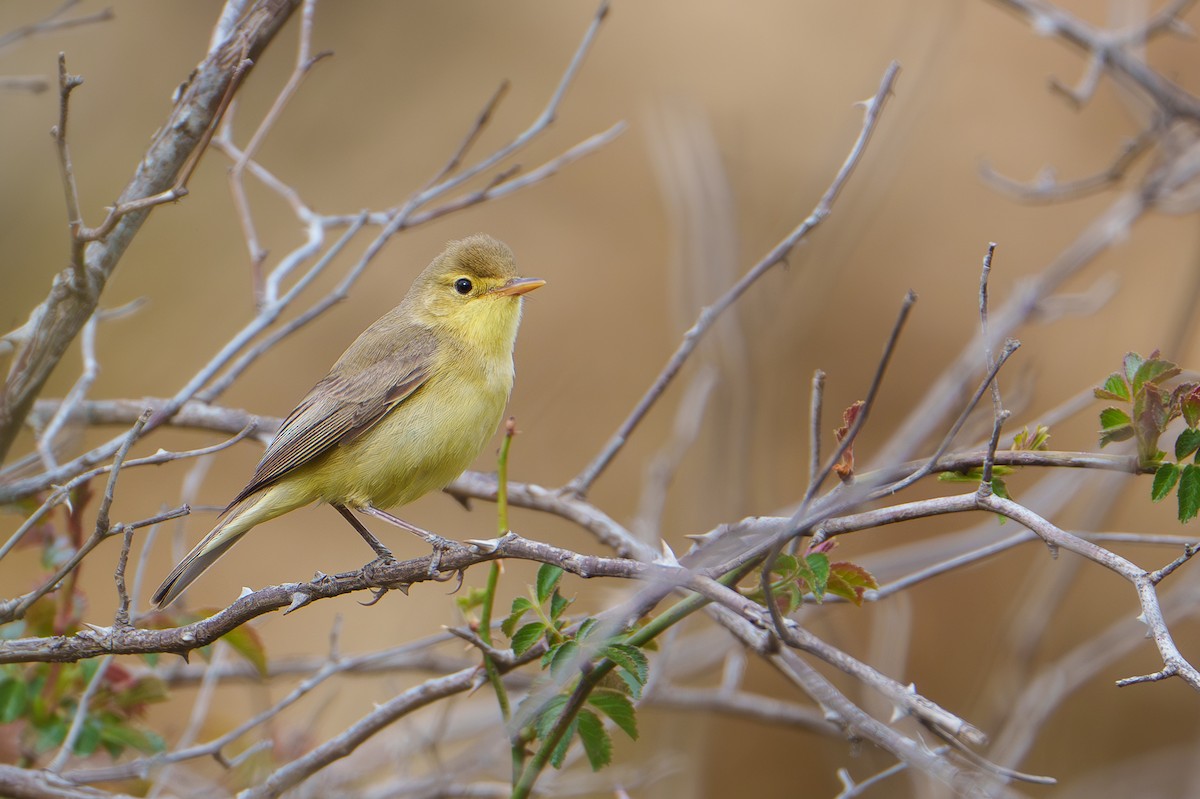 Melodious Warbler - ML618417564