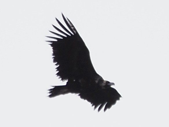 Cinereous Vulture - ML618417602