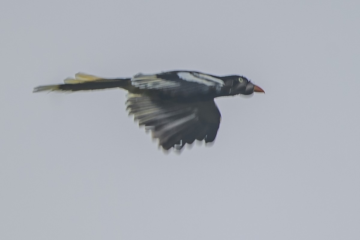 White-winged Magpie - ML618417612