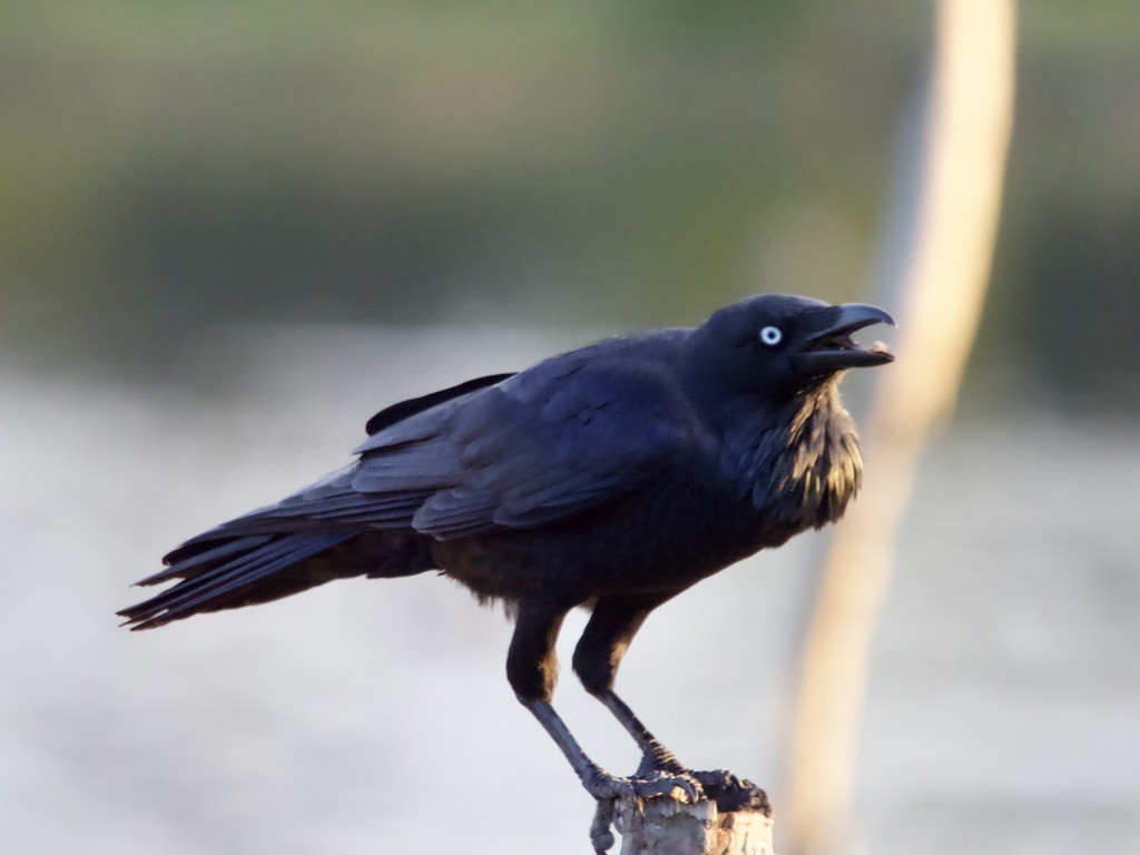 Australian Raven - ML618417622