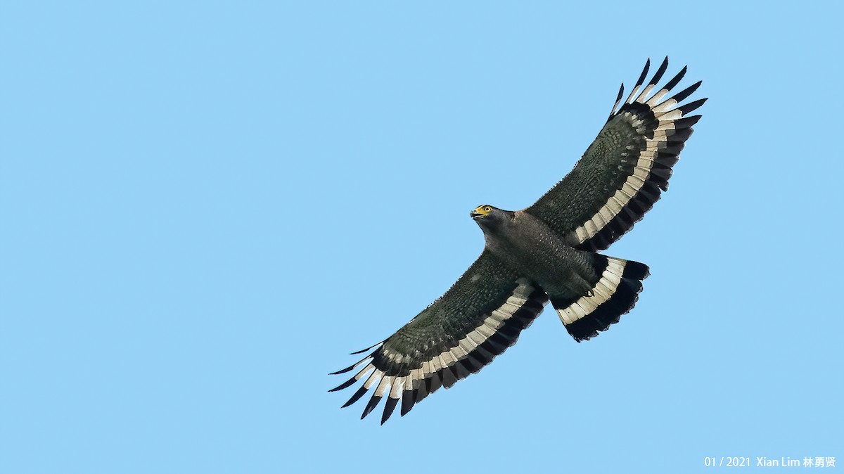 Crested Serpent-Eagle - ML618417628