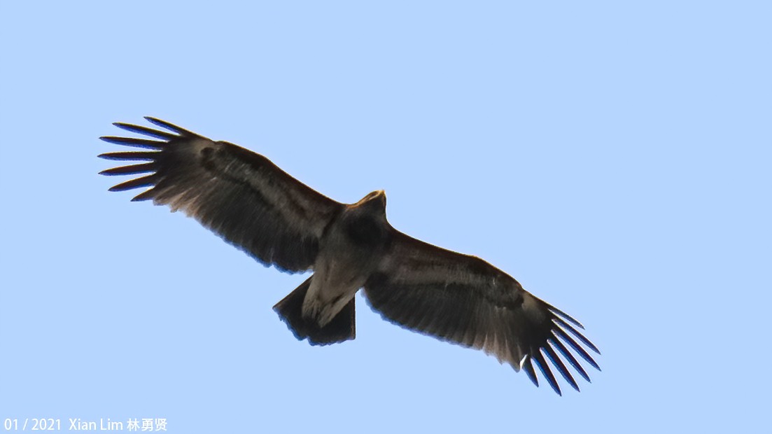 Greater Spotted Eagle - ML618417638