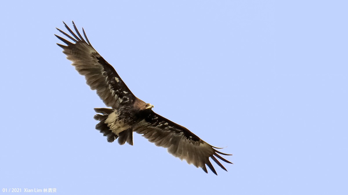 Greater Spotted Eagle - ML618417639