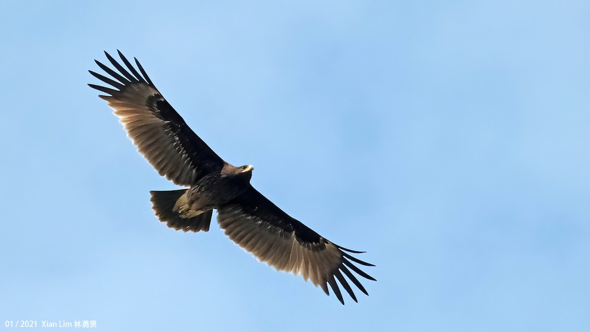 Greater Spotted Eagle - ML618417640