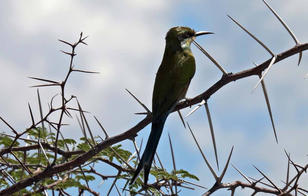 Swallow-tailed Bee-eater - Johanne Boismenu