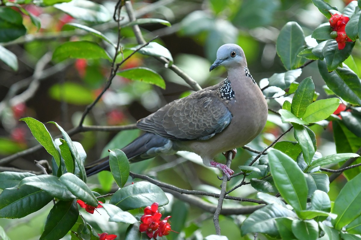 Spotted Dove (Eastern) - ML618417771