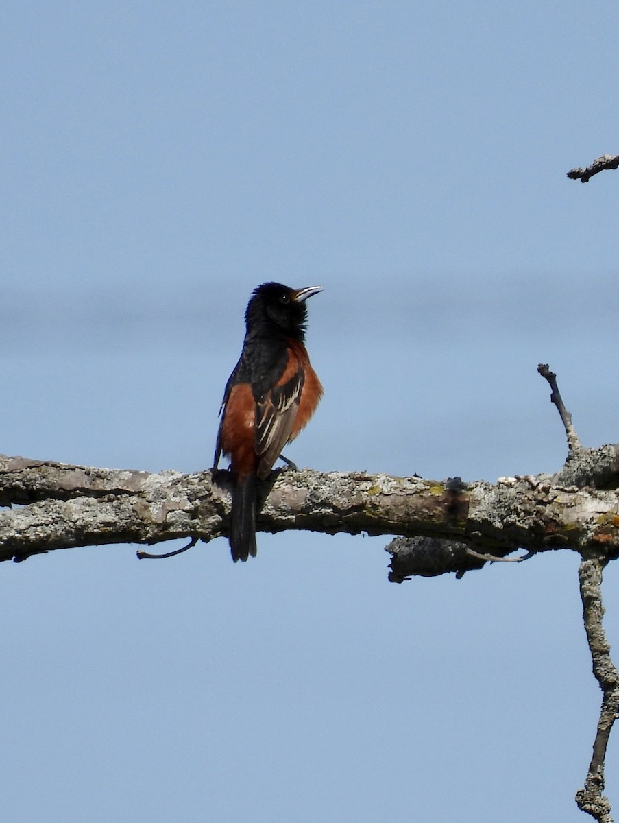 Orchard Oriole - ML618417801