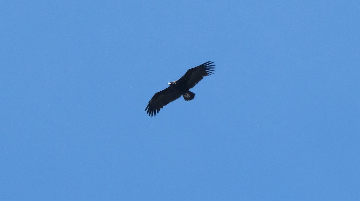 Cinereous Vulture - ML618417838