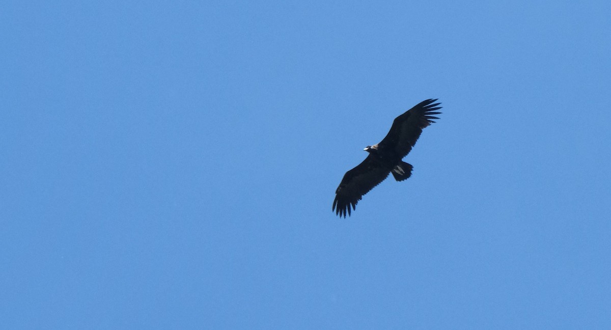 Cinereous Vulture - ML618417839