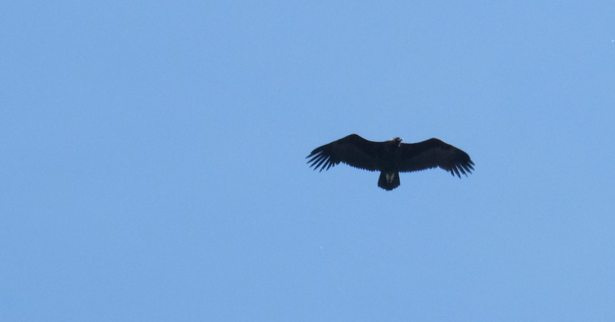 Cinereous Vulture - ML618417840