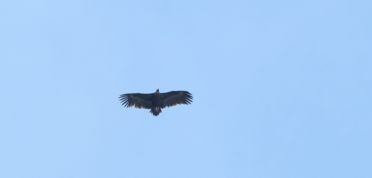 Cinereous Vulture - ML618417848