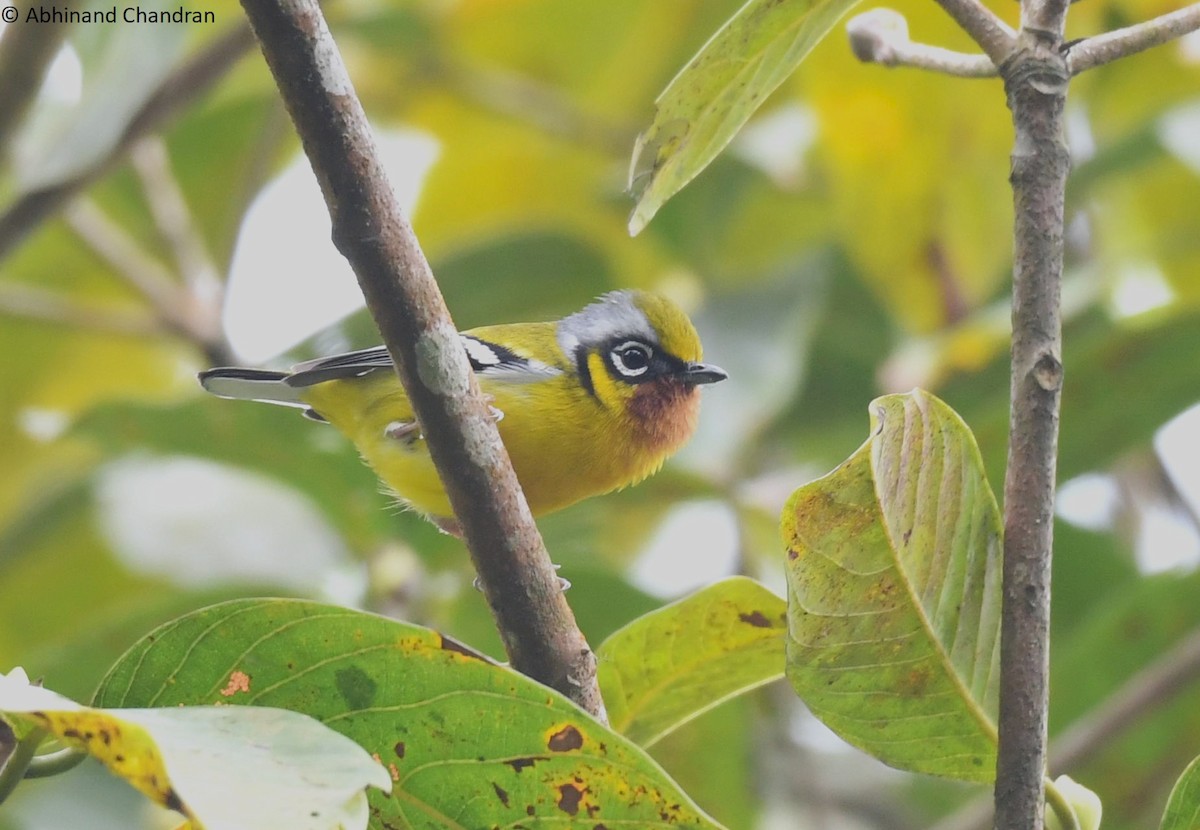 Black-eared Shrike-Babbler - Abhinand C