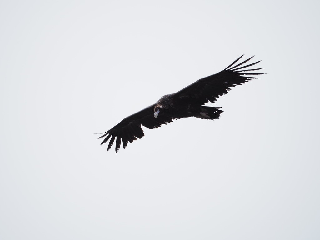 Cinereous Vulture - ML618417864