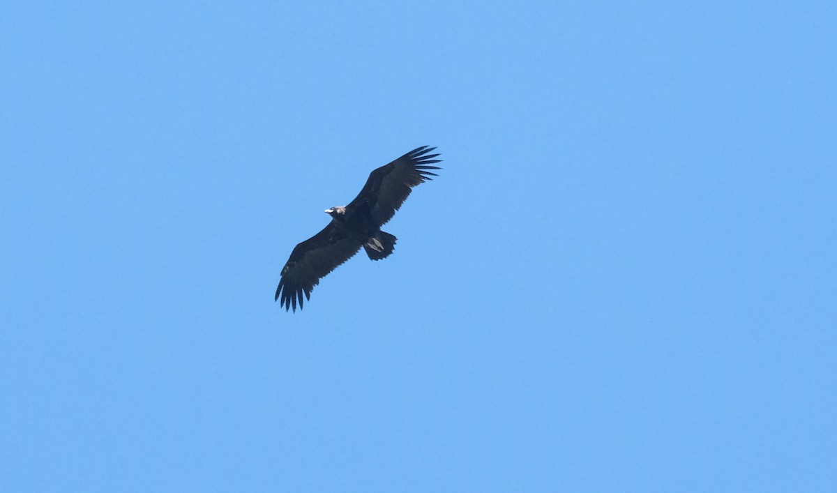 Cinereous Vulture - ML618417867
