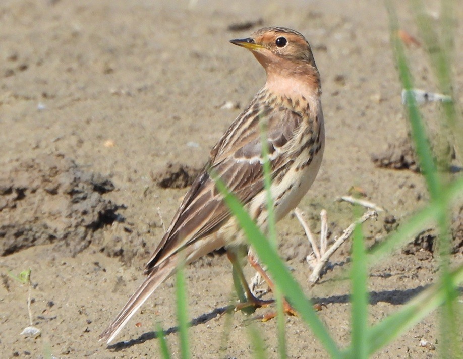 Red-throated Pipit - ML618417871