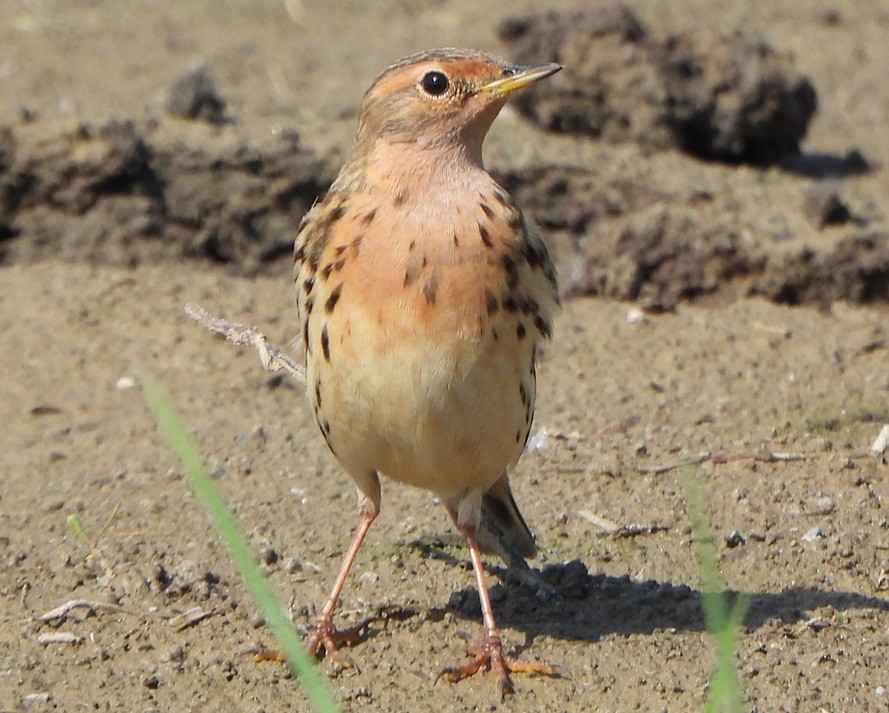 Red-throated Pipit - ML618417872