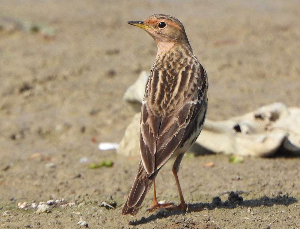 Red-throated Pipit - ML618417873
