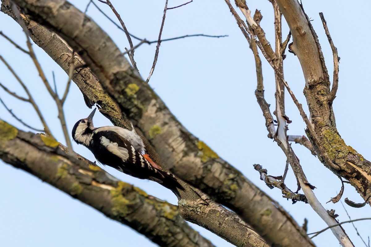 Syrian Woodpecker - ML618417888