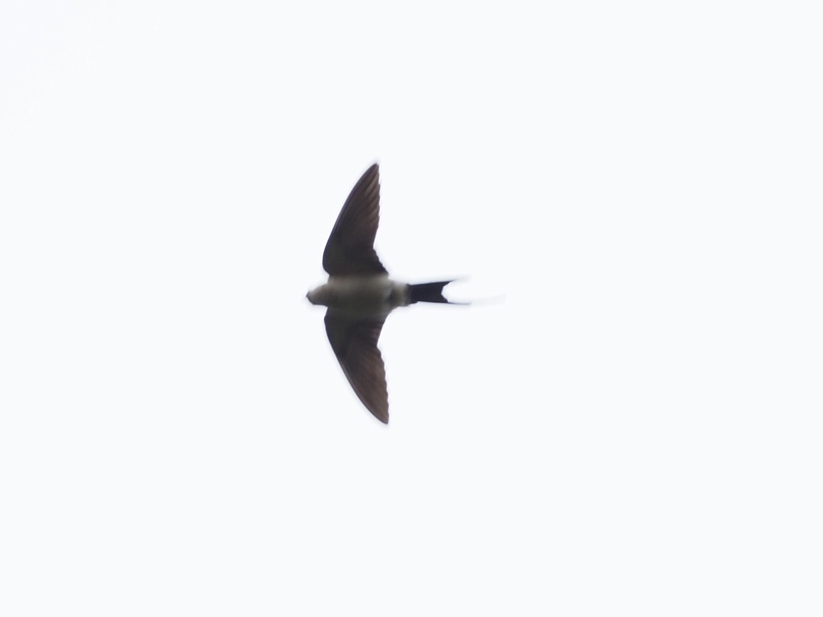 Red-rumped Swallow - ML618417890