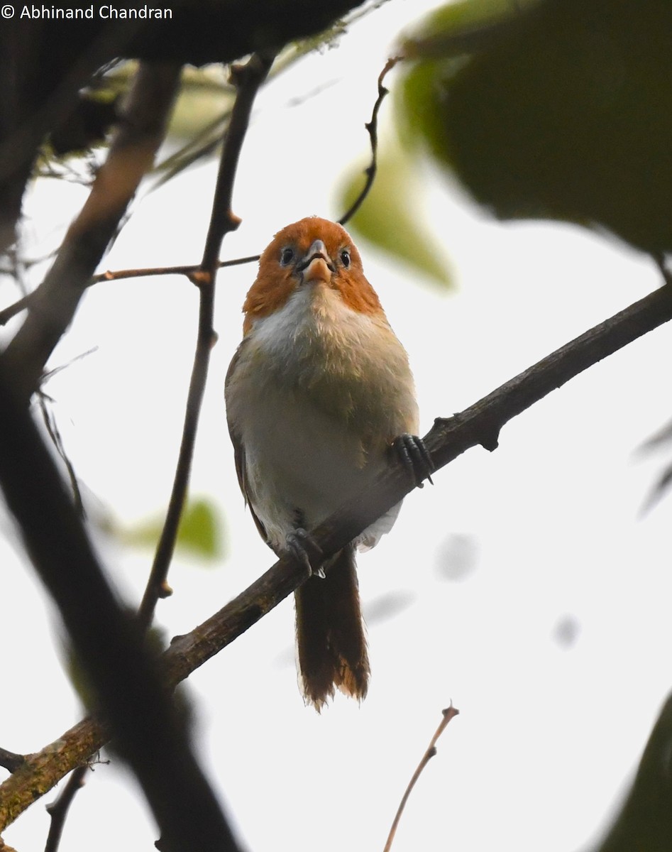 White-breasted Parrotbill - ML618417910