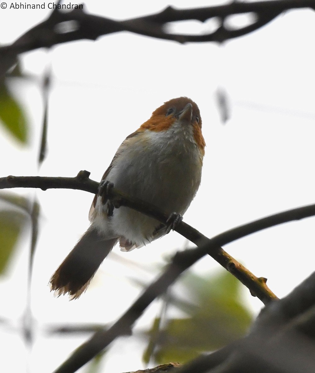 White-breasted Parrotbill - ML618417911