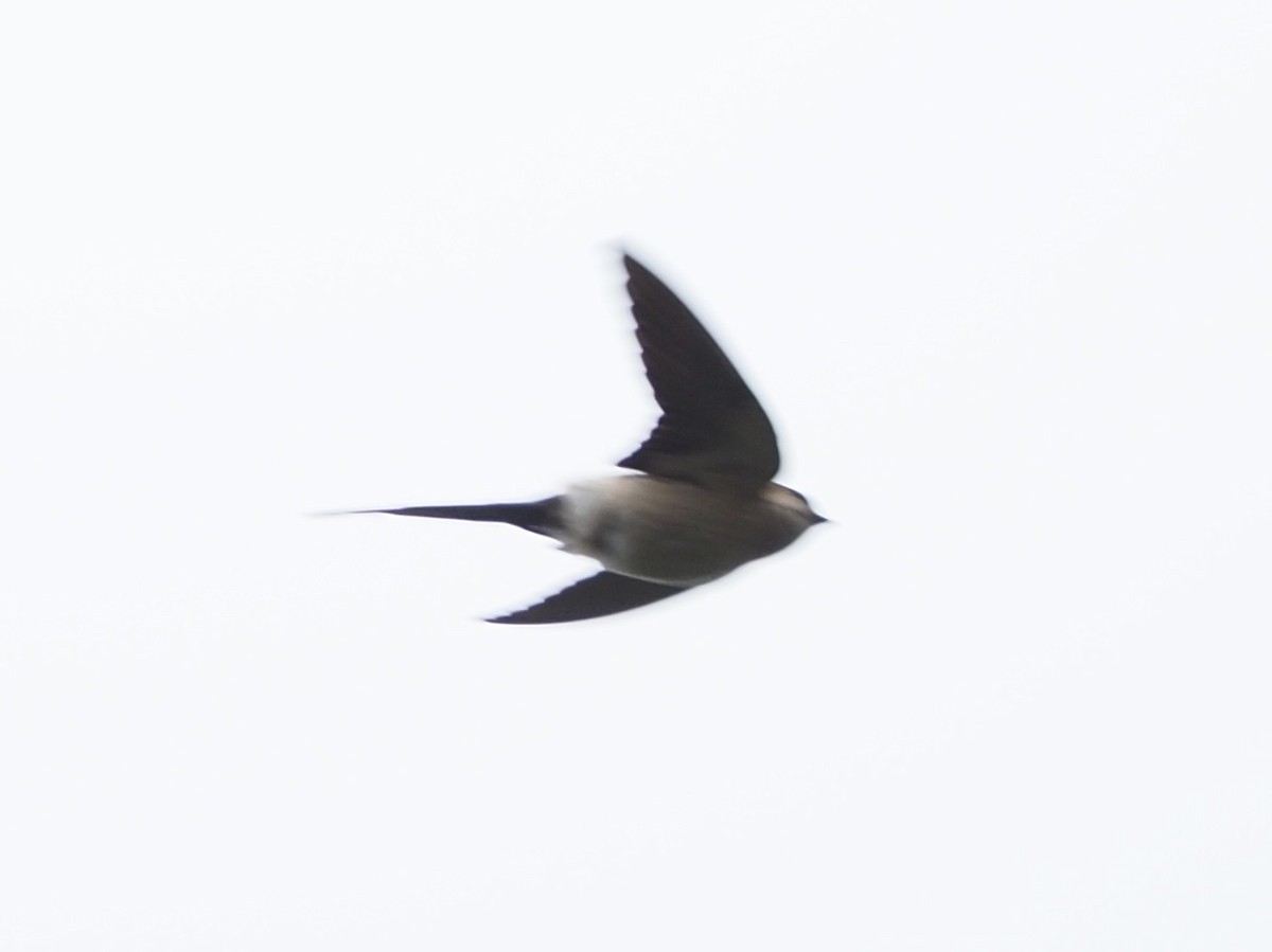 Red-rumped Swallow - ML618417916