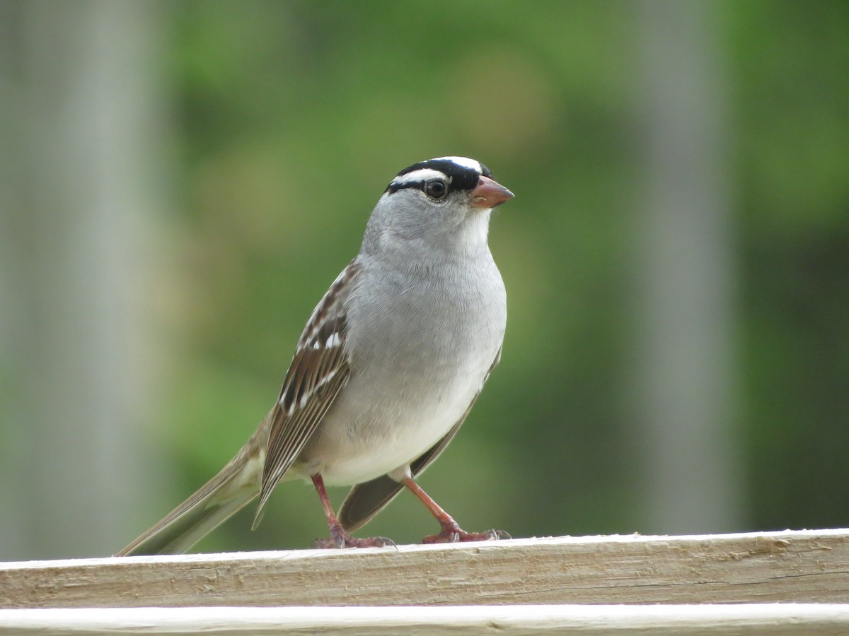 White-crowned Sparrow - ML618417929