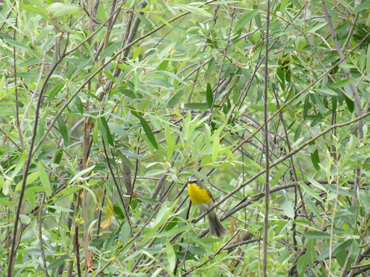 Yellow-breasted Chat - ML618417933